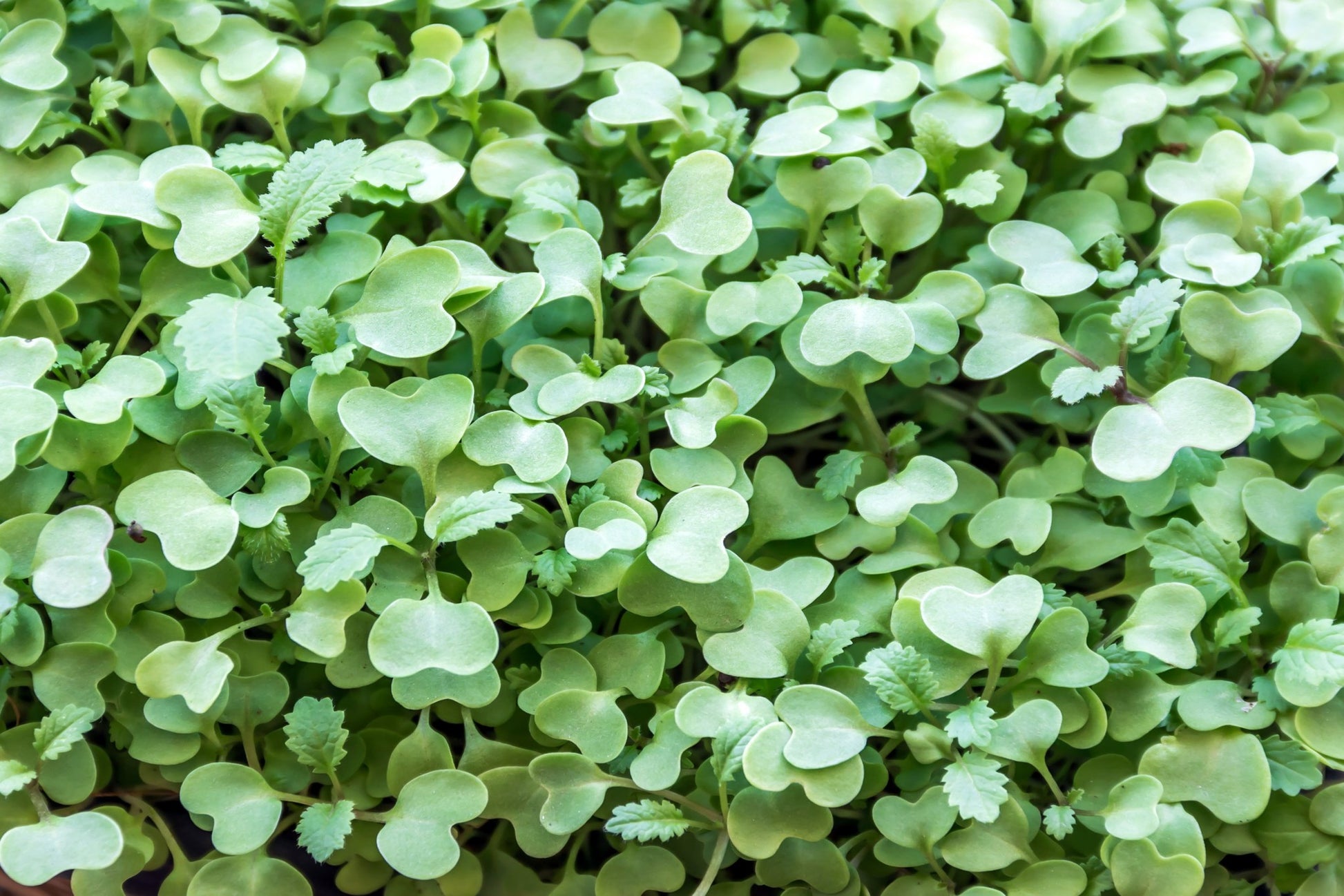 Teeny Greeny red clover microgreens close up showing heart-shaped leaves ready to harvest
