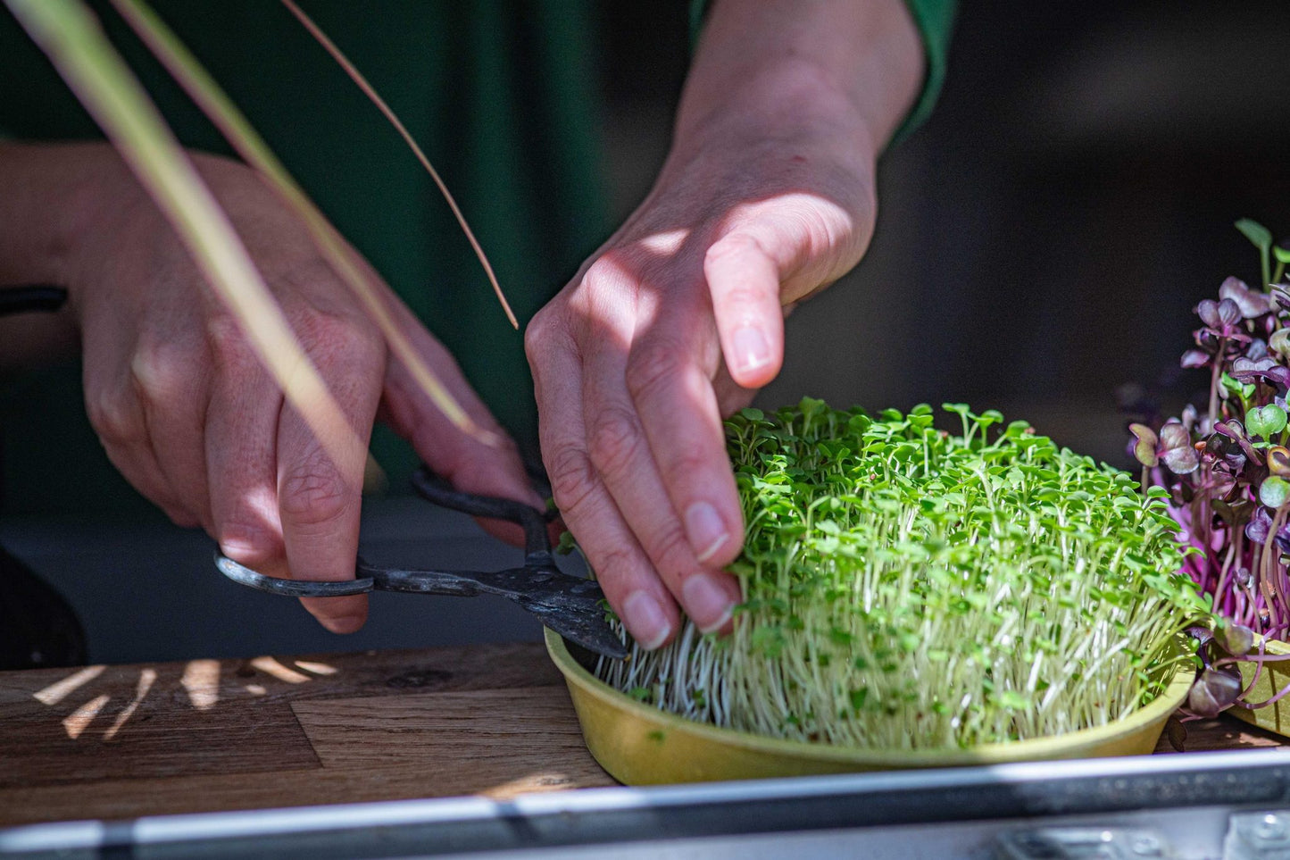 Teeny Greeny red mizuna microgreens being harvested with scissors from bamboo tray