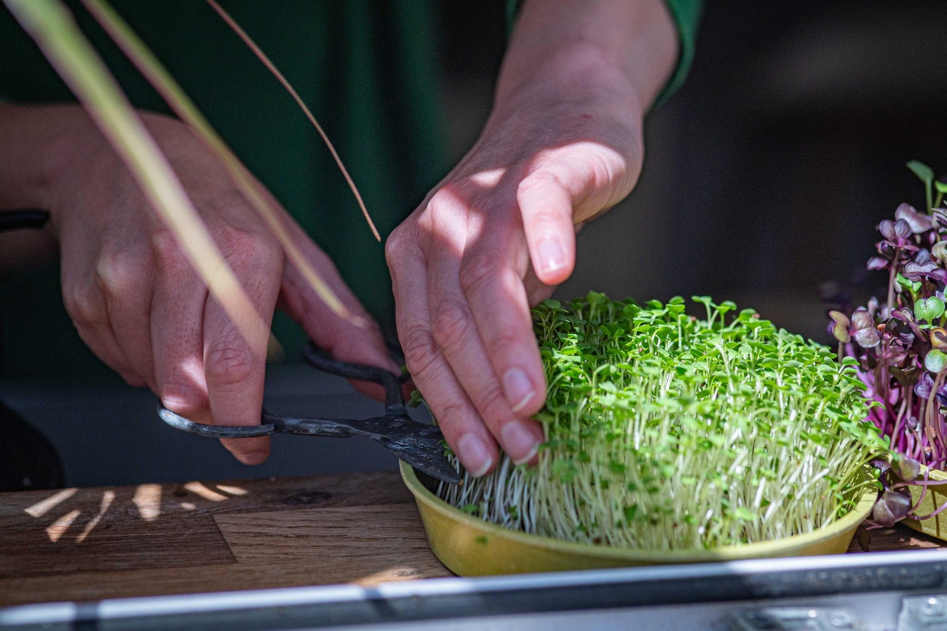 Teeny Greeny red mizuna microgreens being harvested with scissors from bamboo tray