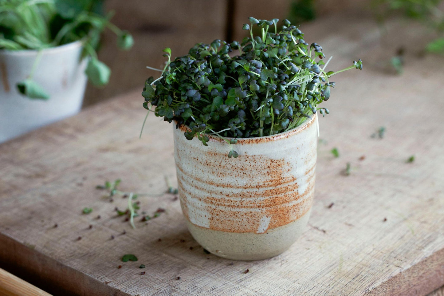 Teeny Greeny red mizuna microgreens growing in handmade ceramic pot on wooden board
