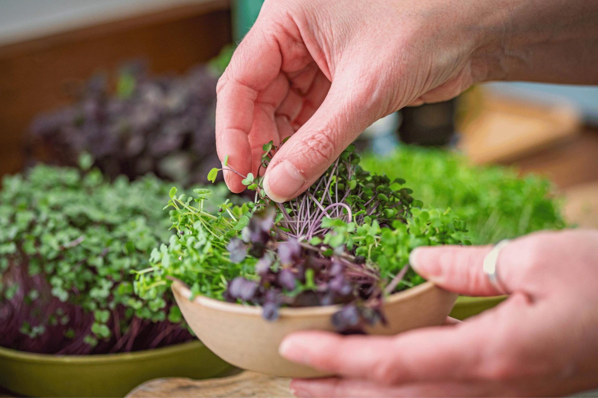 Teeny Greeny rocket and mixed microgreens being harvested into ceramic bowl
