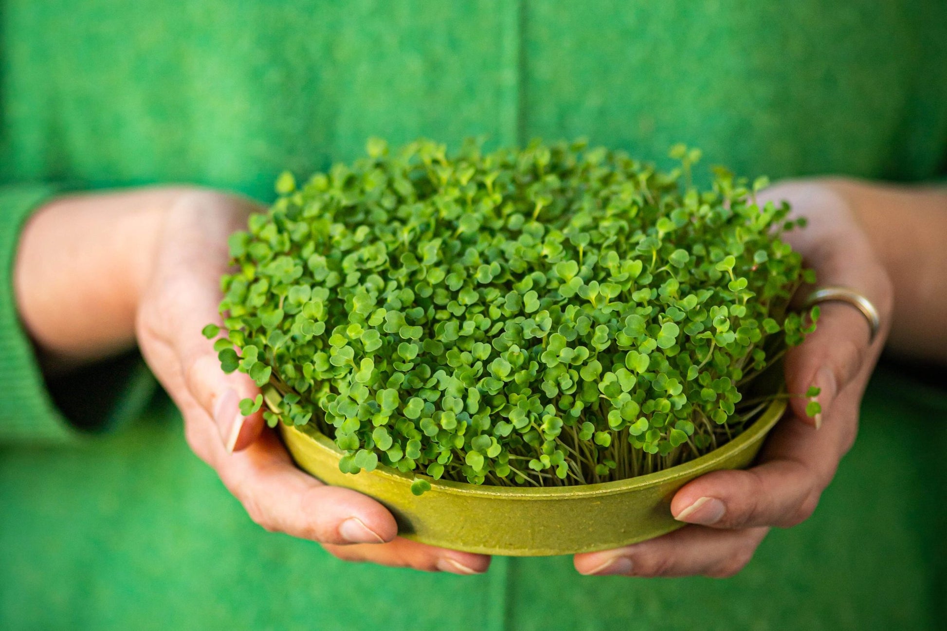 Teeny Greeny rocket microgreens fully grown in bamboo tray held in hands
